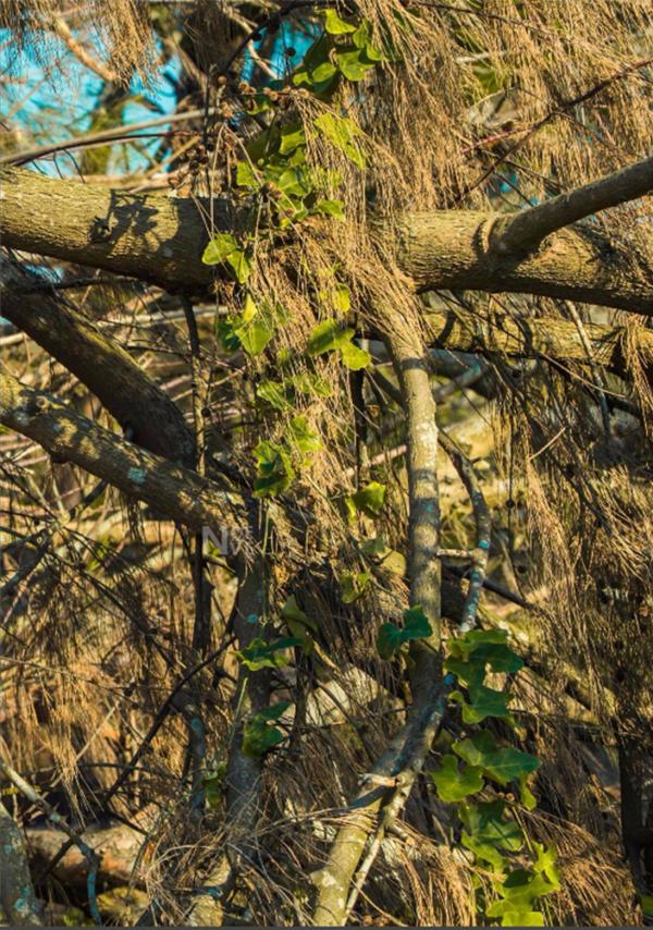 Whoseman-4-明星教練男丁格爾-芬達-全裸非全見寫真書